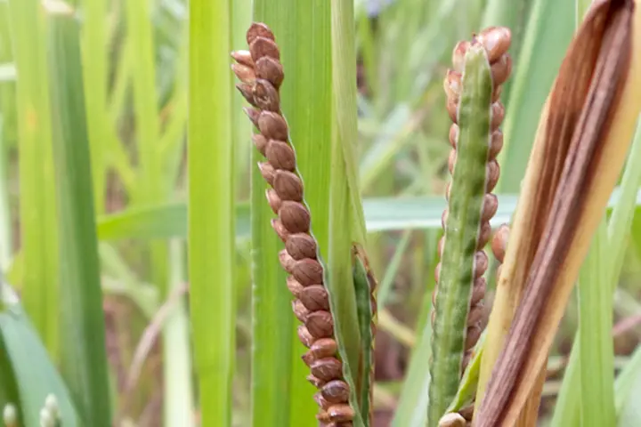 varagu-kodo-millet-img1